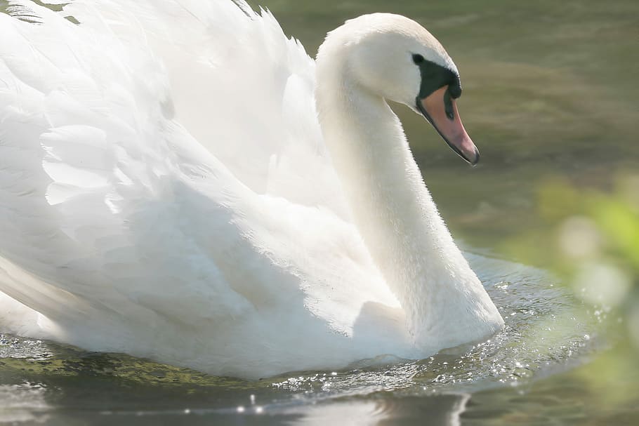 shallow, focus photography, white, swan, mute swan, body of water, lake, water bird, plumage, animal