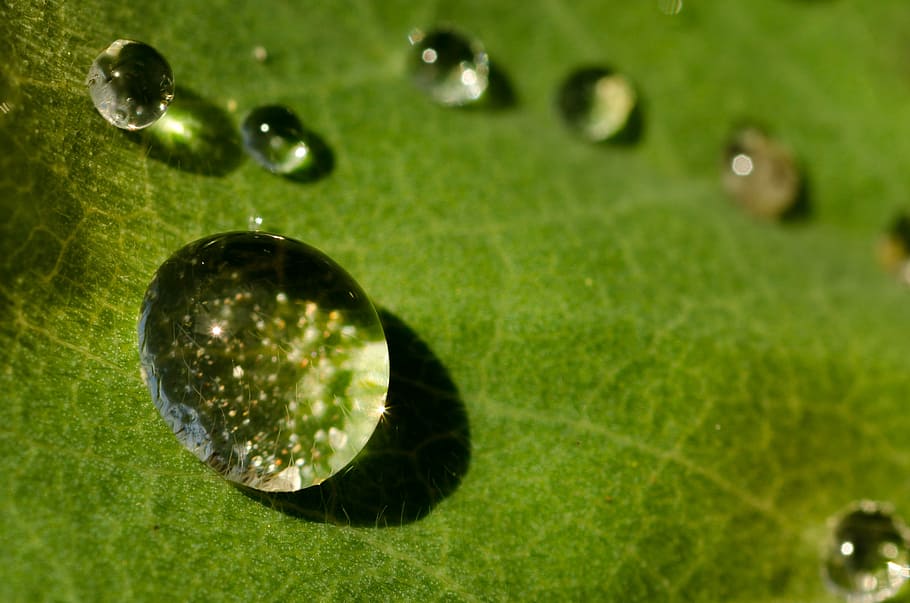 drop, water, green, shiny, bubble, droplet, macro, environment, natural, sphere