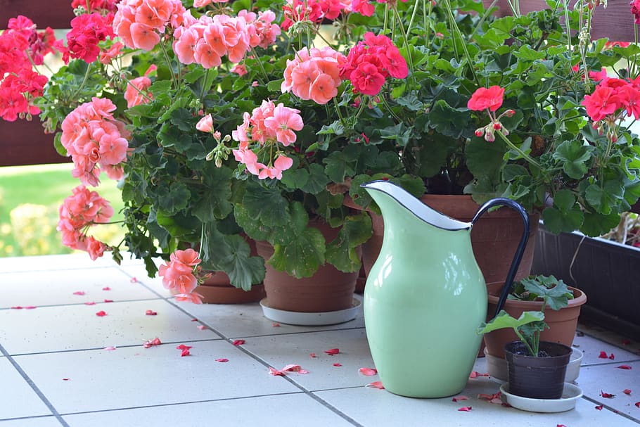 jug, metal pitcher, pitcher, metal, autumn, terrace, geraniums, geranium, watering, flower
