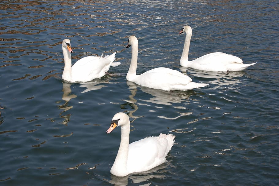 Mute Swan, Cygnus Olor, White, Water, white, water, cobs, river, bird, swan, animals in the wild