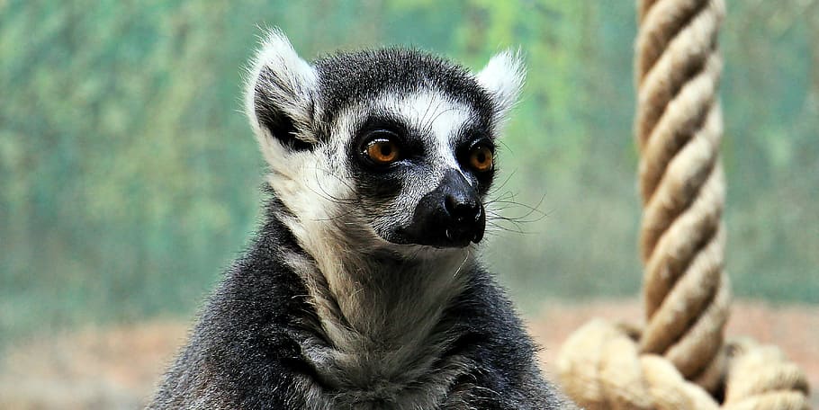 shallow, focus photography, ring-tailed lemur, monkey, zoo, animal world, thoughtful, primate, creature, wildlife photography