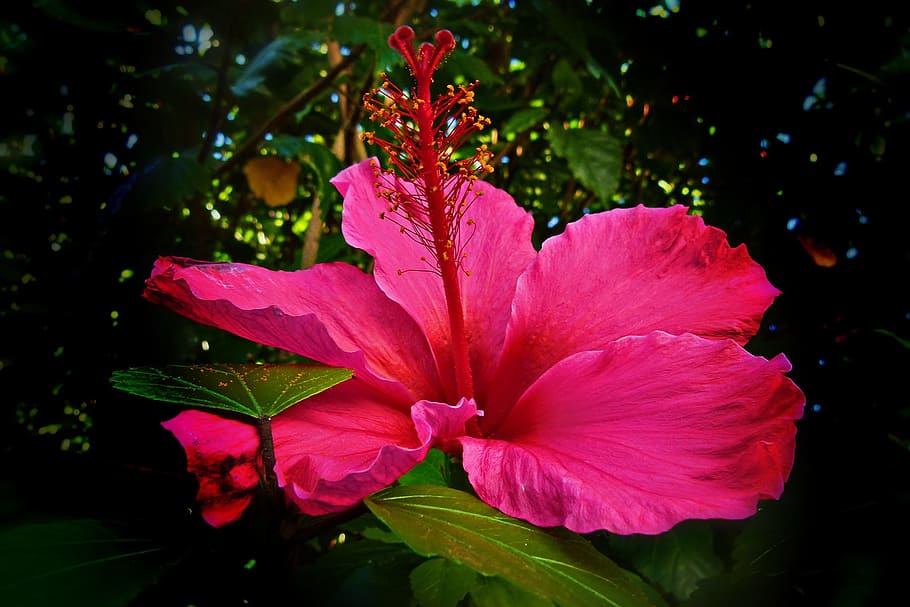 hibiscus, flower, red, shoe flower, rosa sinensis, tropical, floral, blossom, petal, hawaiian