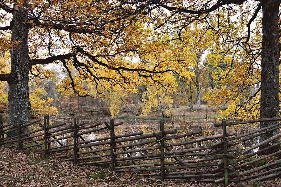 musim gugur, swedia, småland, air, danau, daun, pohon, hutan, pagar, kebun pertanian