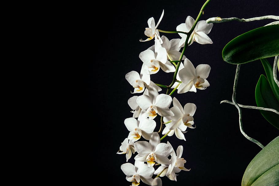 white, petal flowers, blooming, daytime, petal, dark, flower, orchids, nature, black background
