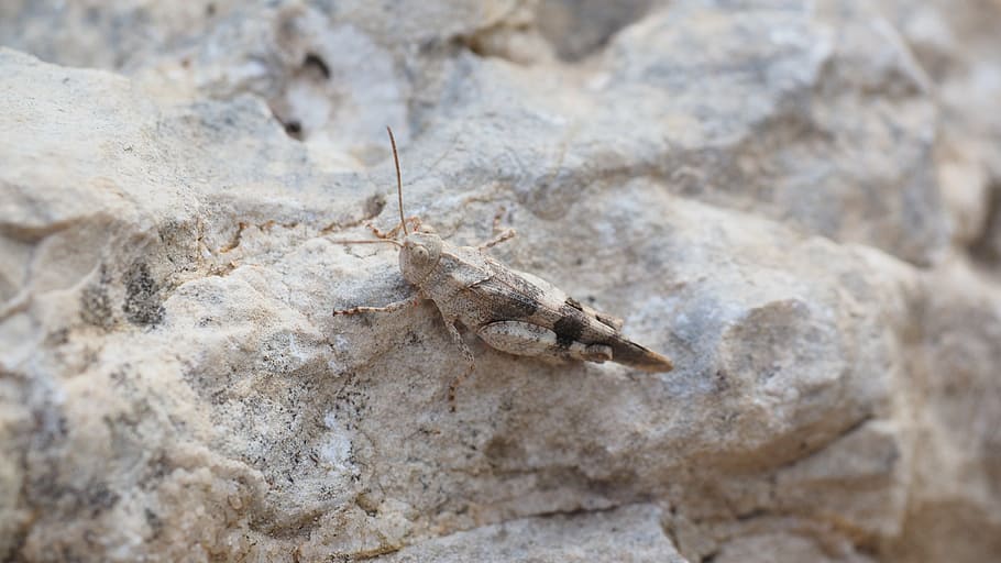 brown, locust, standing, rock, oedipoda caerulescens, grasshopper, insect, wasteland shrink, oedipodinae, caelifera