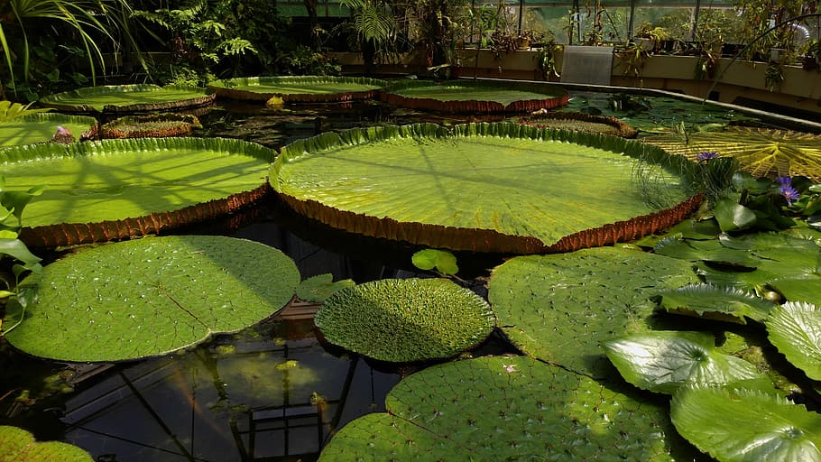green waterlily pads, jardin des plantes, budapest, float, lotus, victoria, water, regia, amazon, rio