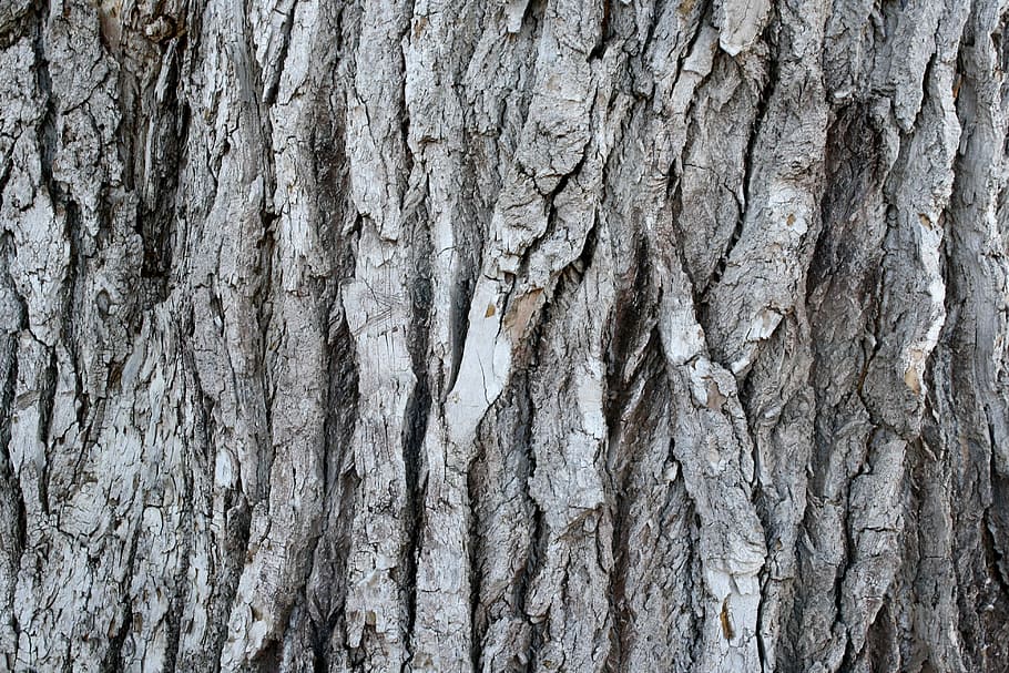 gray tree trunk, grooved pine bark, old tree, plant, background, close-up, wild wood, interior, wooden wall, wall
