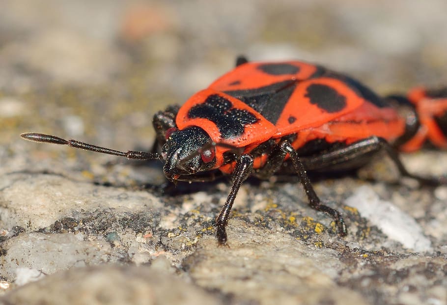 Free download | insects, hemiptera, bedbugs, pyrrhocoris, apterus ...