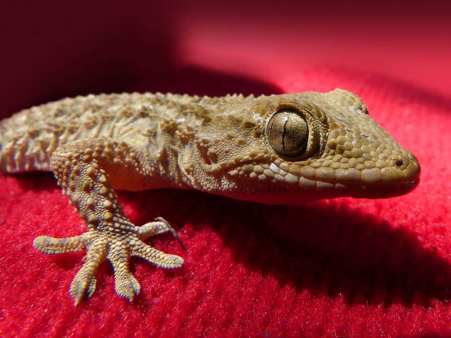 Gecko, lagarto, reptil, dragón, animal, naturaleza, vida silvestre, primer plano, un animal, temas de animales