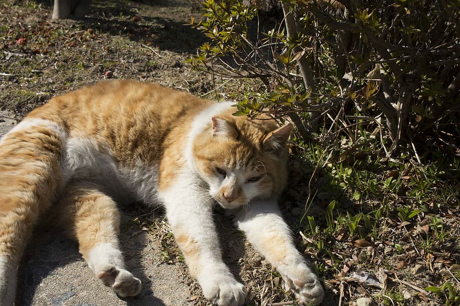 Cat, Cats, Outdoor, Siesta, Animal, Park, animal, park, pm, stretching, cute