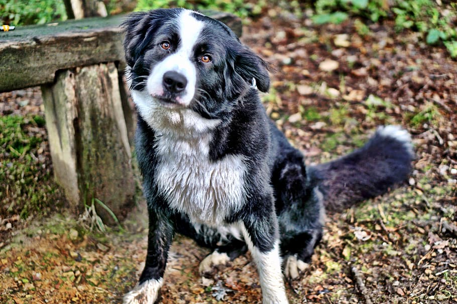 dog, colly, border colly, hybrid, forest, wuschelig, medium, portrait, pet, hike