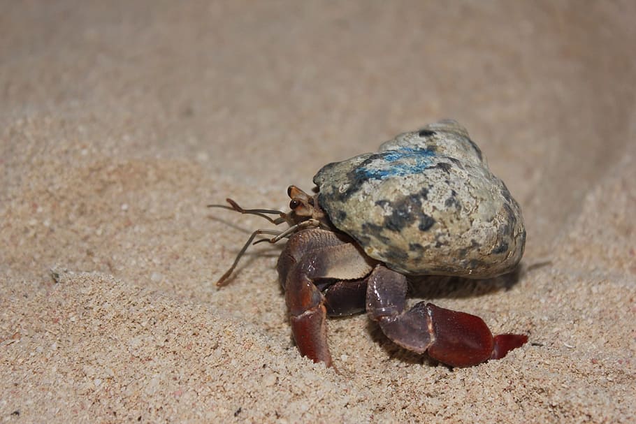 hermit crab, crawling, sand, crab, ocean, animals, marine, shell, crustacean, racing
