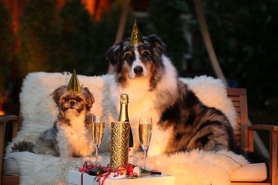 merle australian shepherd, white, shih tzu siting, fur bench, new year's day, new year's eve, new years eve 2015, new year, new year's eve 2016, dog