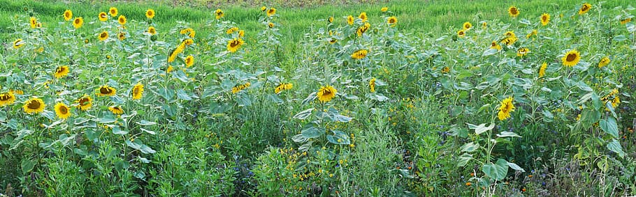 sunflower, field, relief, meadow, summer, yellow, green, background, banner, header
