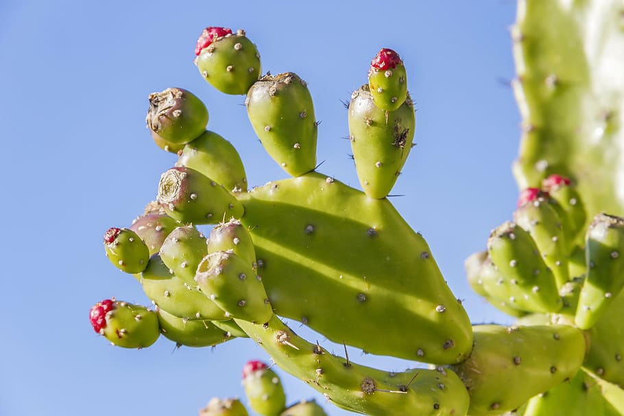 selective, focus photo, cactus, prickly pear, opuntia, fruit, prickly, plant, pear, botany