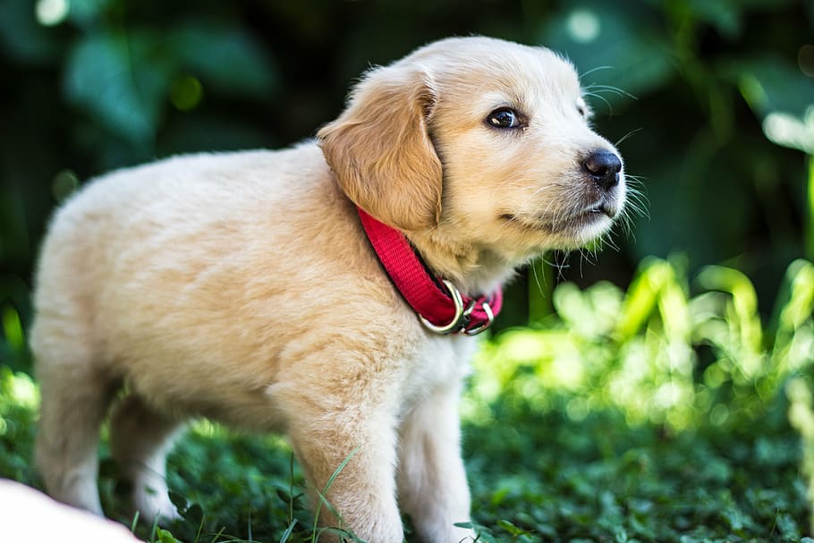 golden, retriever puppy, berdiri, hijau, rumput, siang hari, anakan, anjing, golden retriever, domestik