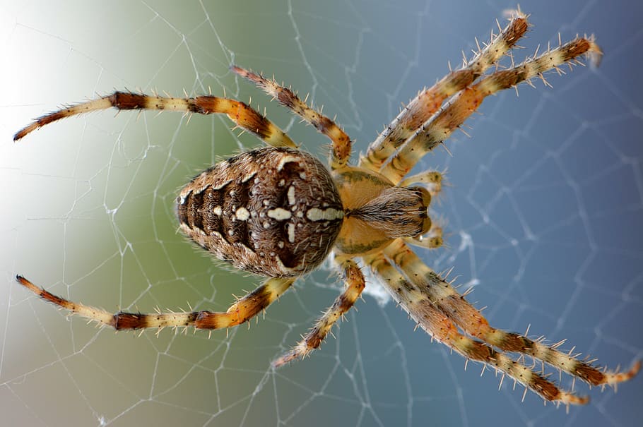 green, brown, furrow spider, spin, web, nature, bug, animal, macro, legs