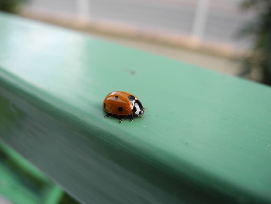 てんとう虫 動物 マクロ カブトムシ 昆虫 無脊椎動物 動物野生動物 動物のテーマ 1匹の動物 野生動物 Pxfuel