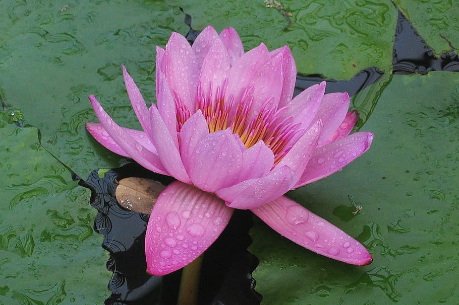 victoria amazonica, flower, pink, water, plant, water plant, flowers, water Lily, nature, lotus Water Lily