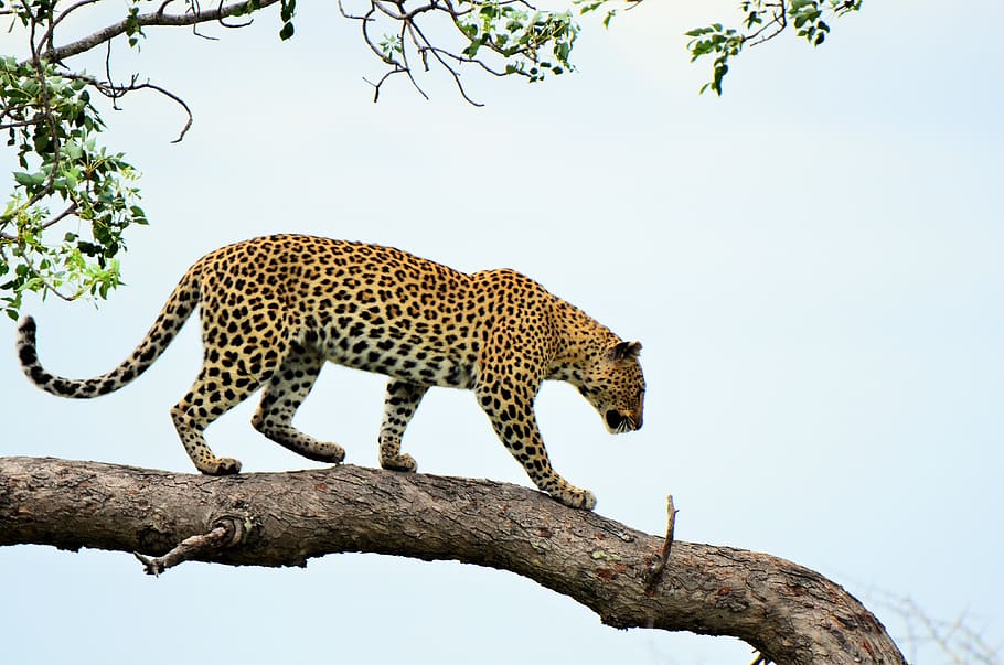 leopard, tree, nature, africa, safari, dangerous, feline, savannah, big cat, cat