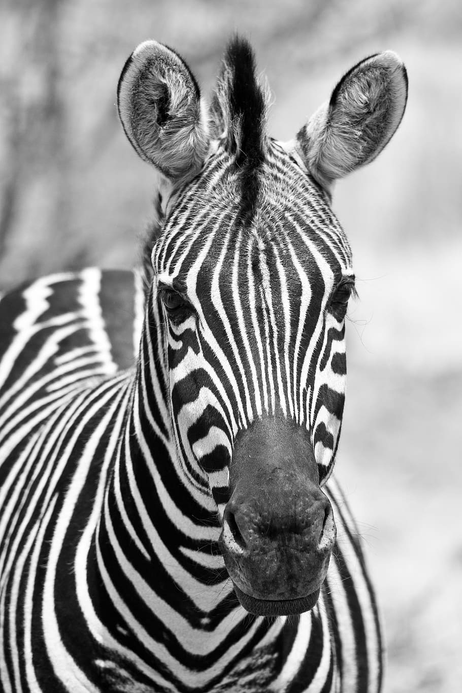 grayscale photo, zebra, monochrome, black white, pilanesberg national park, portrait, south africa, vertical, wildlife, animal wildlife