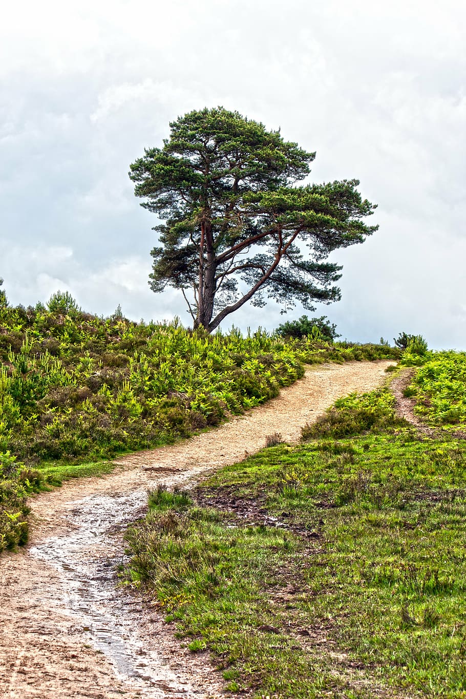 tree, desired, pathway, track, trail, dirt road, sandy, wet, puddle, gorse
