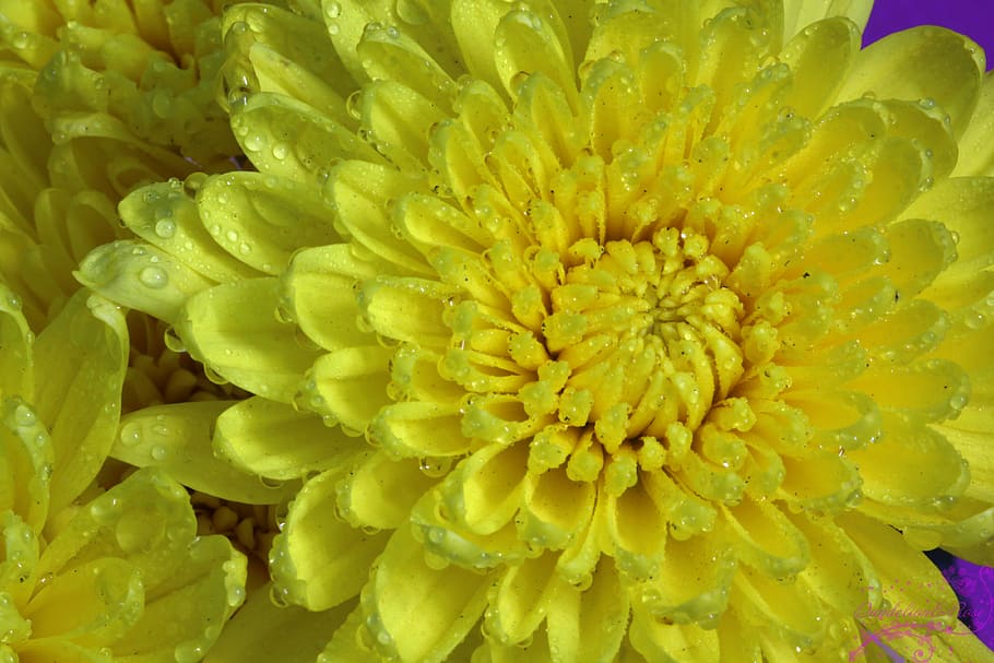 MG, yellow petaled flower, flower head, flowering plant, vulnerability, freshness, inflorescence, fragility, flower, petal