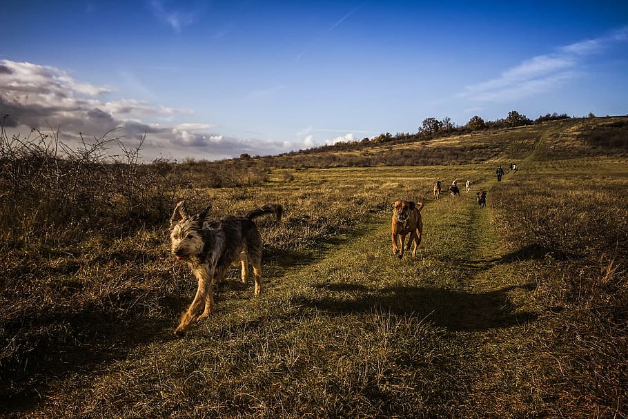 dog, running, across, field, blue, sky, daytime, dogs, walking, dirt