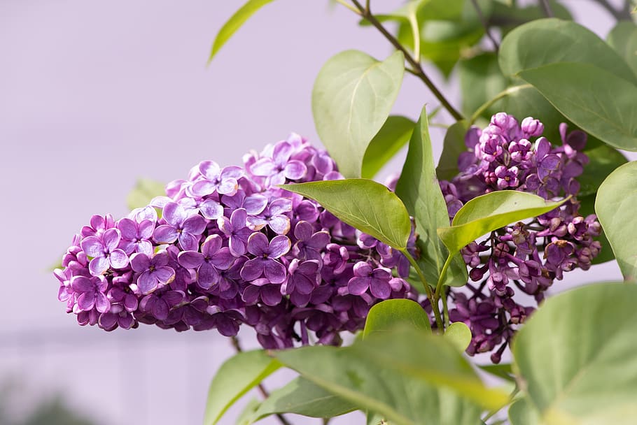 lilac, purple, garden, bush, nature, blossom, bloom, lilac flower, beautiful, spring