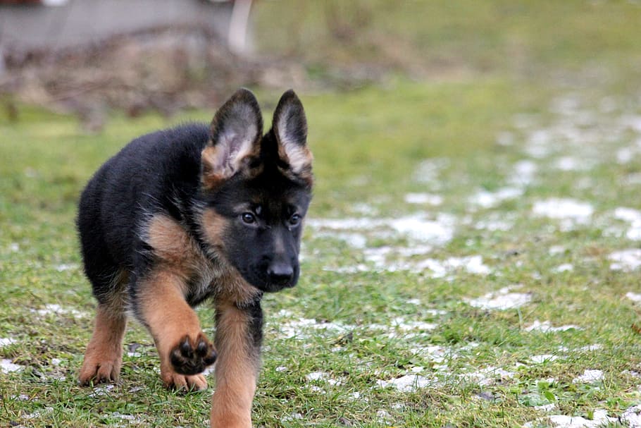 Puppy, German Shepherd, german, dog, animal, pets, purebred Dog, mammal, canine, outdoors