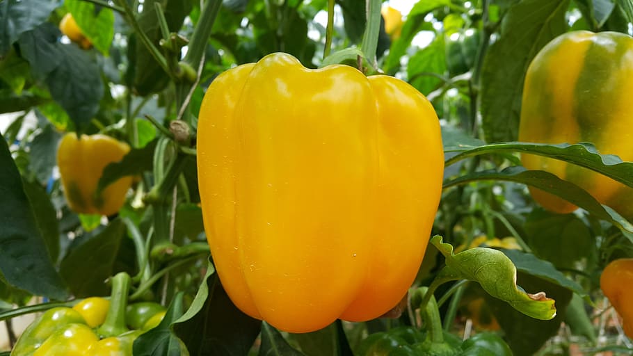 Food, Capsicum, Pepper, food and drink, freshness, healthy eating, agriculture, vegetable, fruit, plant