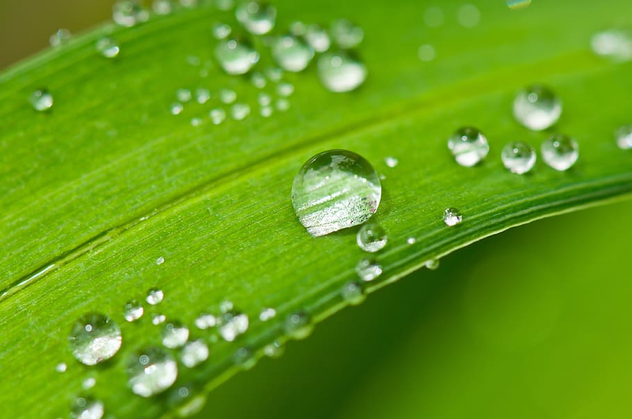 selective, focus photograph, water dew, drip, dew, dewdrop, water, drop of water, leaf, halm