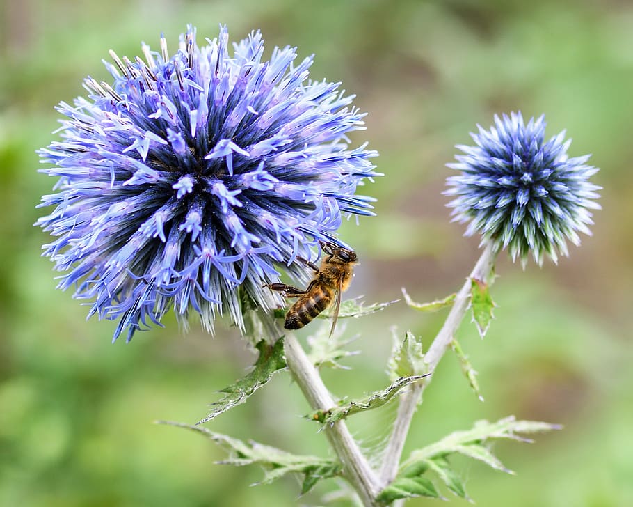 abeja, cardo, azul, forraje, macro, flor, planta floreciendo, planta,  insecto, temas animales | Pxfuel