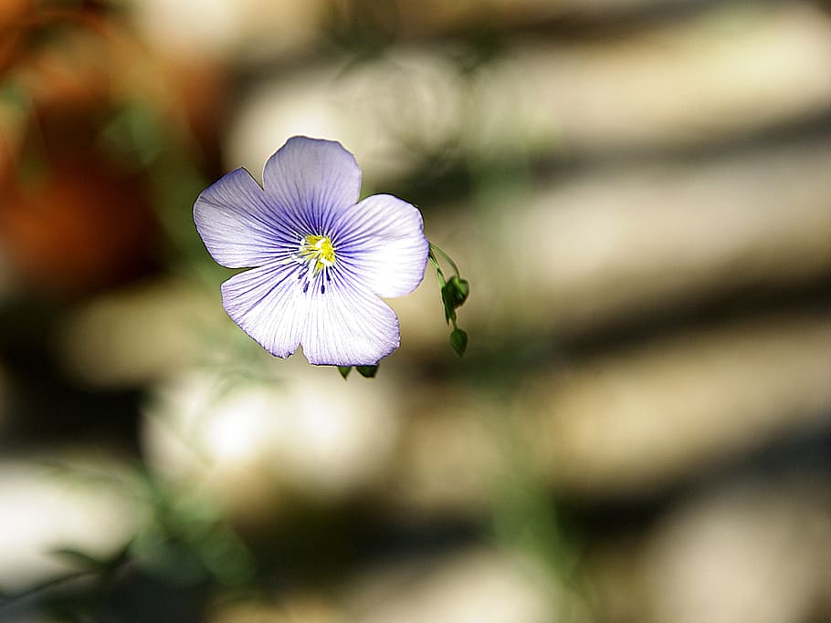 flor de lin, violeta, naturaleza, bio, flor morada, pétalos, flor silvestre,  flor, planta floreciendo, frescura | Pxfuel