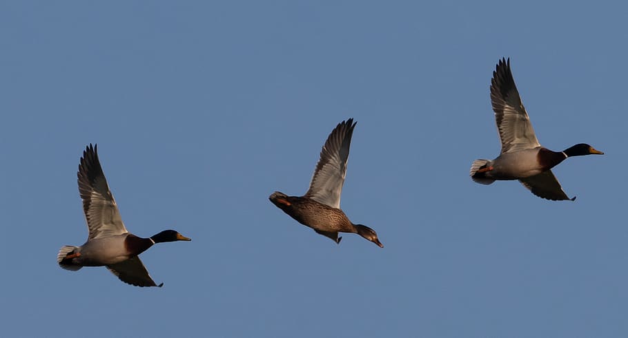 flying ducks, flying male duck, mallard, duck, flying female duck, duck out of water, bird, bill, poultry, plumage