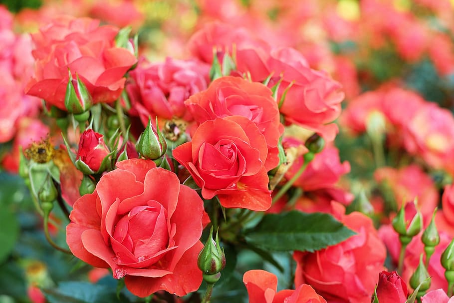 closeup, red, flower, bloom, roses, rose flower, rosenfeld, nature, flowering plant, plant