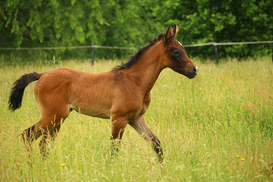 stallion, walking, field, horse, foal, suckling, brown mold, thoroughbred arabian, pasture, meadow