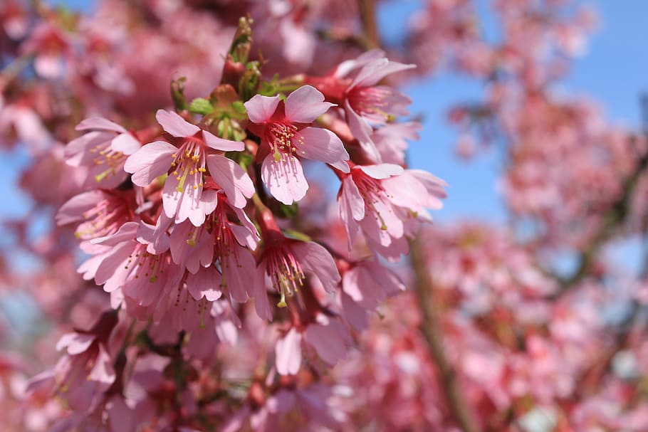 almond flowers, tree, flowers, pink, bloom, almond tree, flower, blossom, springtime, fragility