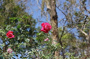 leash-chiang-mai-thailand-the-following-heavy-phuping-palace-flowers-royalty-free-thumbnail.jpg