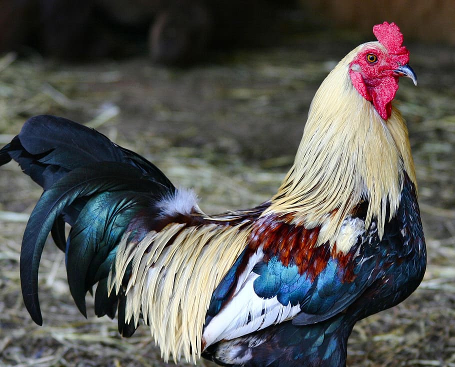 shallow, focus photography, multicolored, rooster, beige, black, and brown, colorful, feathered, farm, animal