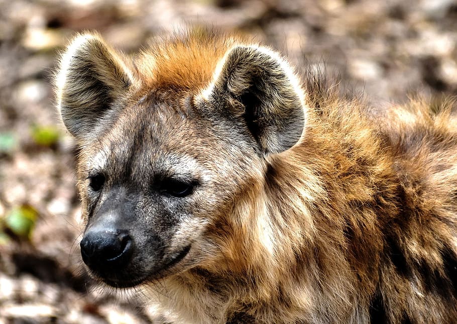 brown hyena, hyena, spotted hyena, scavenger, hyena dog, one animal, animal wildlife, animals in the wild, mammal, close-up