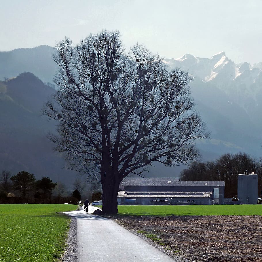 Baum, Vaduz, Liechtenstein, árbol desnudo cerca del edificio, árbol, planta, montaña, naturaleza, cielo, banco