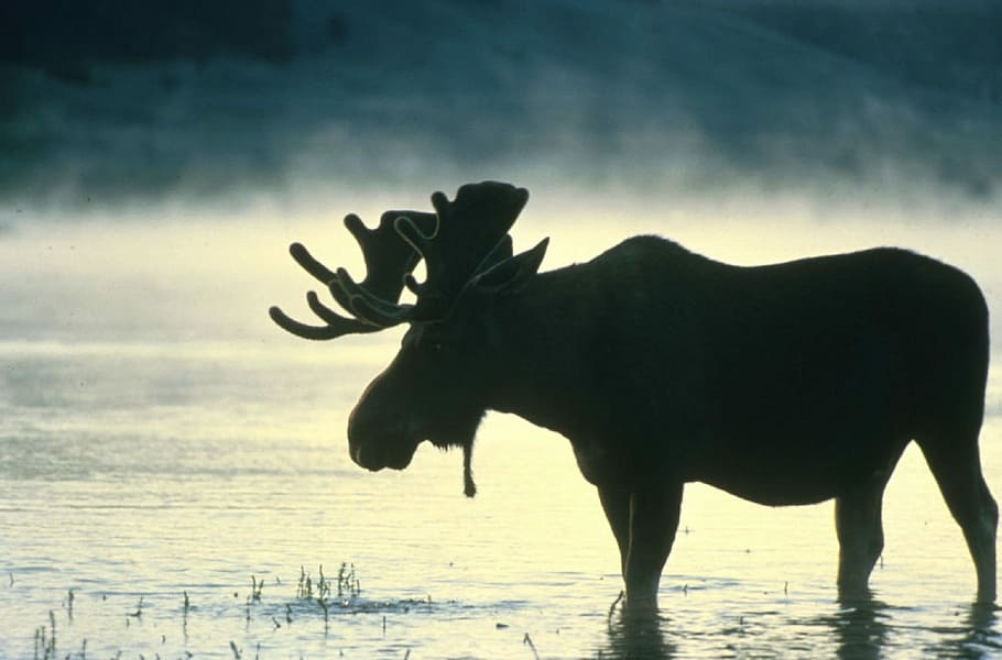 foto siluet, hewan, sungai, rusa besar, banteng, bayangan hitam, rendam, air, merumput, mamalia