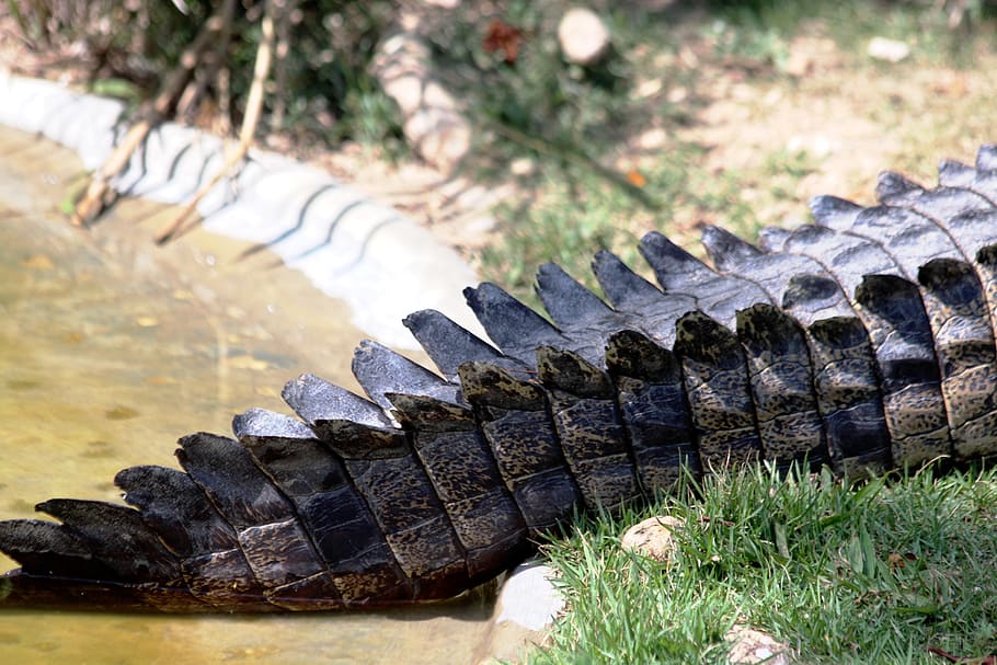 crocodile tail, ostrorylyj crocodile, crocodylus acutus, crocodile, reptile, head, krupnyj plan, crocodile snout, lies, teeth