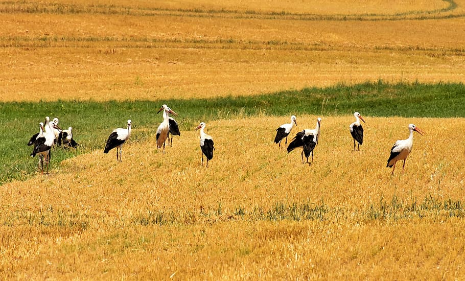 flock, heron birds, storks, field, nature, birds, meadow, white stork, summer, rattle stork