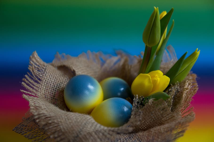 blue-and-yellow eggs, easter, easter eggs, egg, colored eggs, yellow, blue, flowers, tulip, colorful background