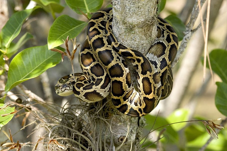 brown, black, snake, wrapped, around, tree branch, burmese python, tree, coiled, wildlife
