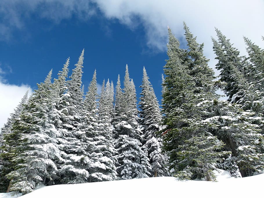 winter pine forest, Winter, Pine Forest, British Columbia, Canada, photos, public domain, snow, trees, nature