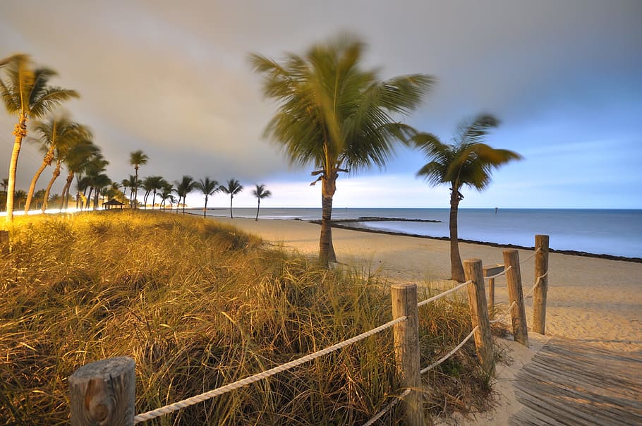palm trees, seashore, daytime, beach, morning, florida, key west, landscape, coast, tropical