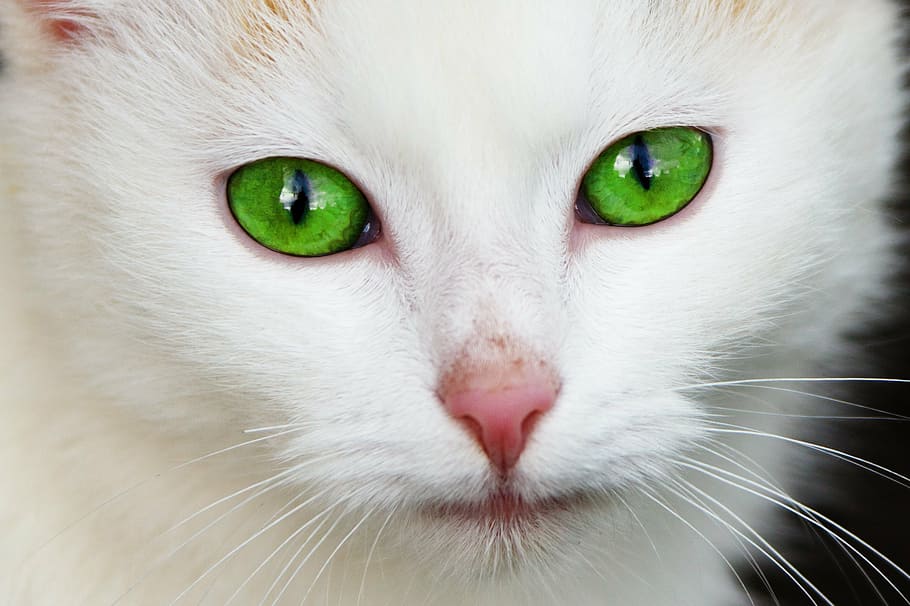 branco, gato, verde, olhos, doméstico, olho, felino, pele, cabelo, cabeça
